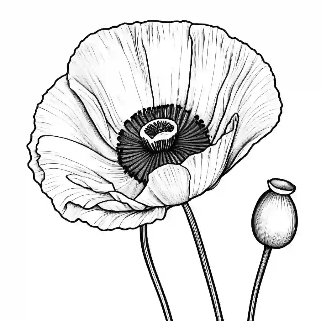 Flowers and Plants_Poppies_5599_.webp